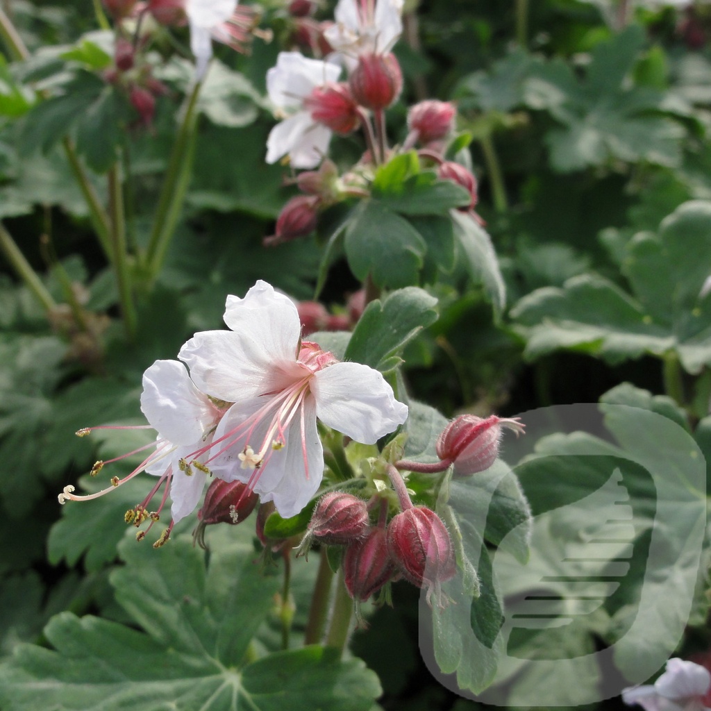 Geranium macr. 'Spessart'