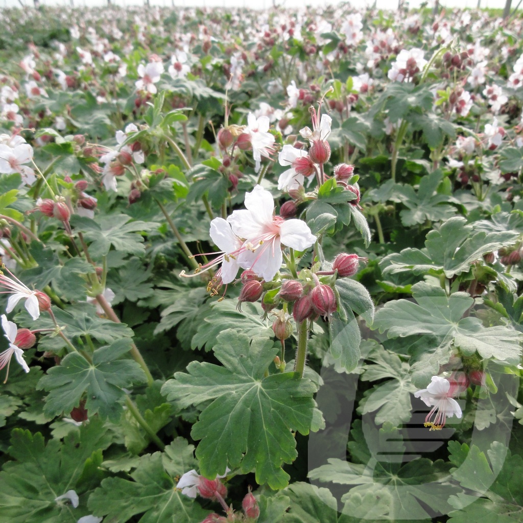 Geranium macr. 'Spessart'