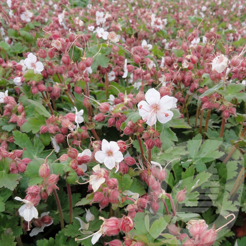 Geranium macr. 'Spessart'