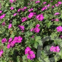 Geranium 'Russel Prichard'