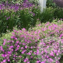Geranium 'Russel Prichard'
