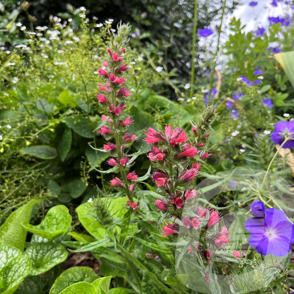 Echium 'Red Feathers'