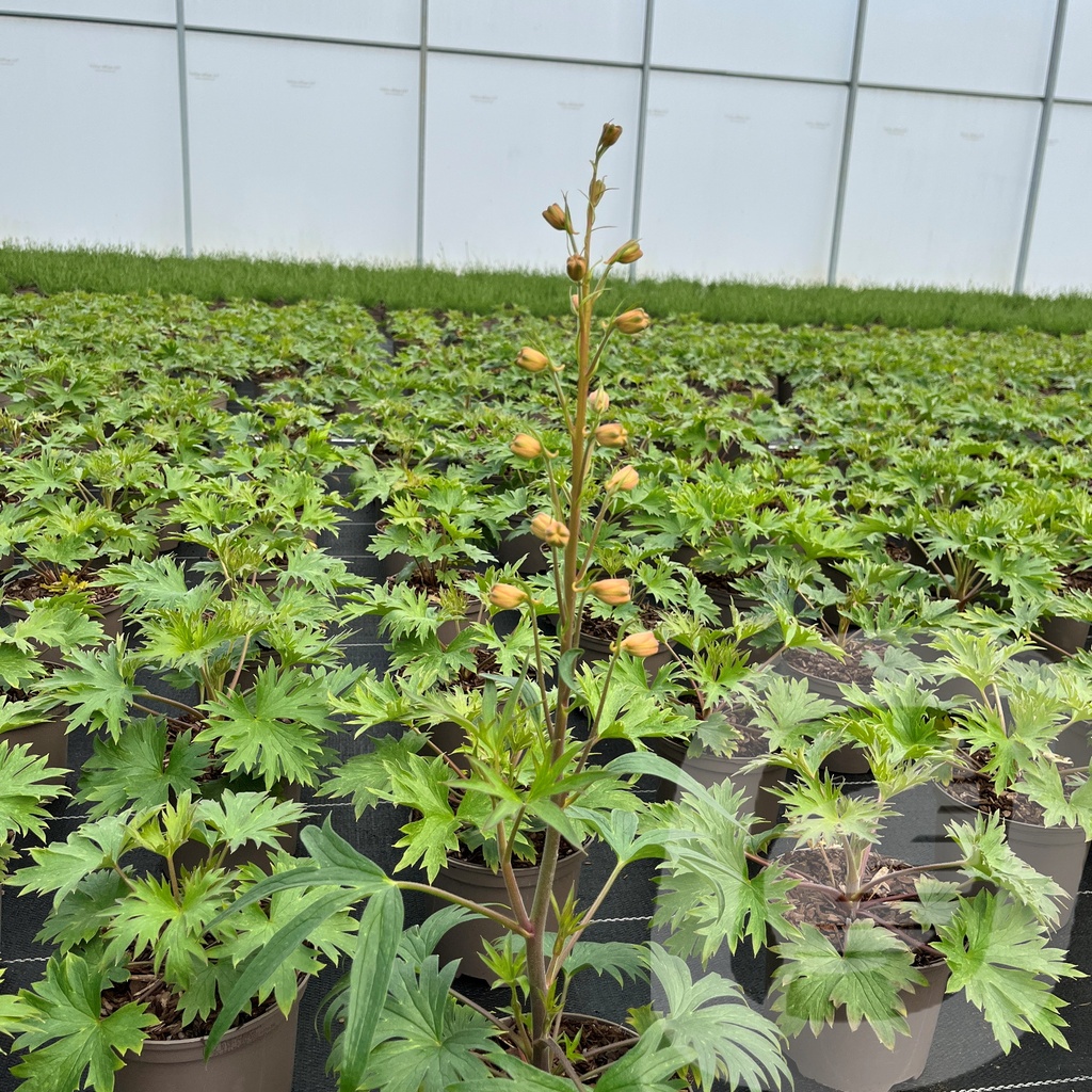 Delphinium  'Red Lark'
