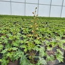 Delphinium  'Red Lark'