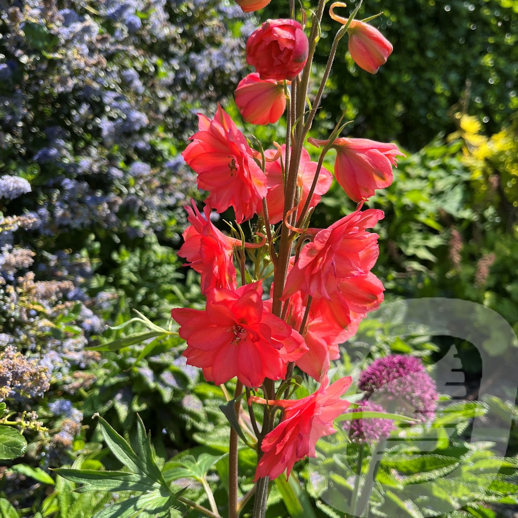 Delphinium  'Red Lark'