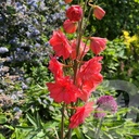 Delphinium  'Red Lark'