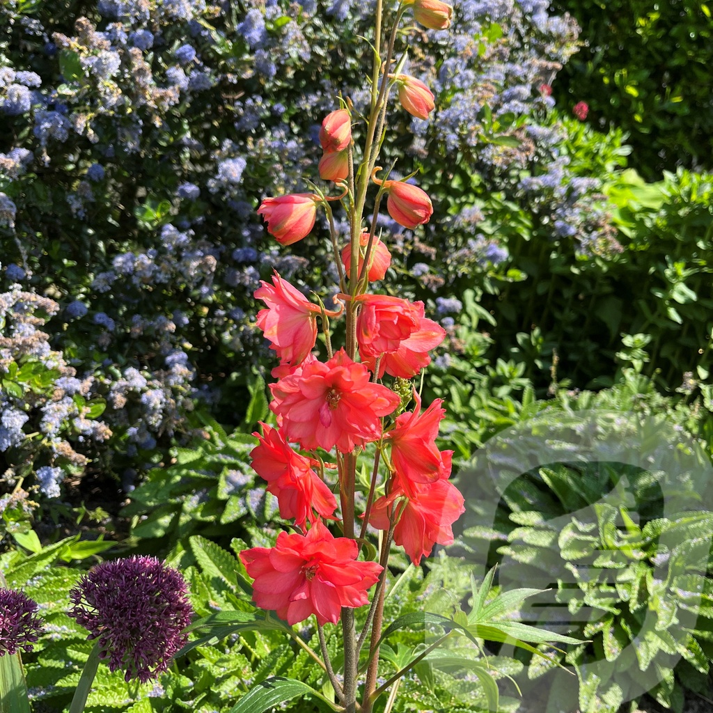 Delphinium  'Red Lark'