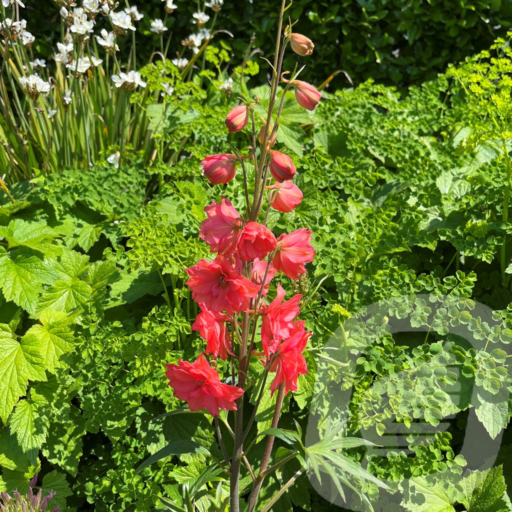 Delphinium  'Red Lark'