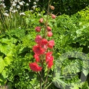 Delphinium  'Red Lark'