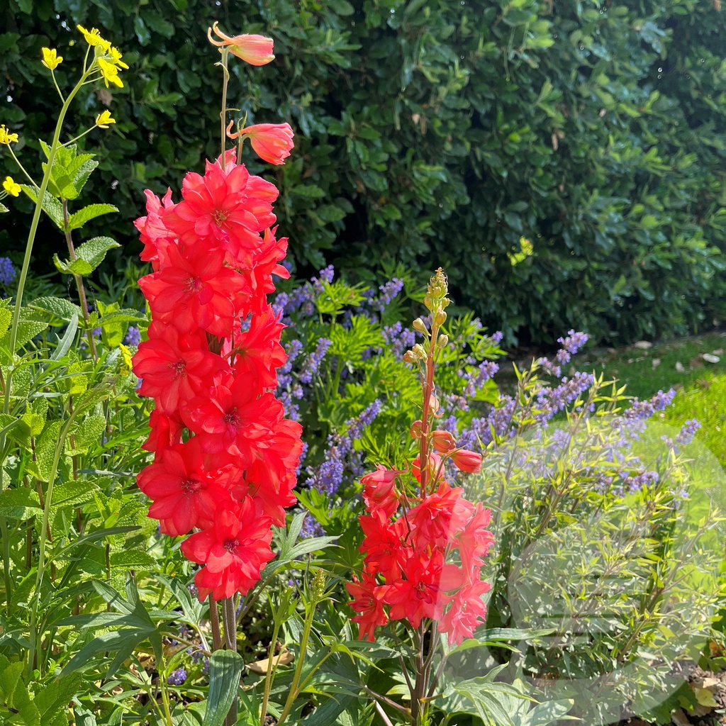 Delphinium  'Red Lark'