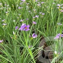 Sisyrinchium 'Lucerne'