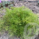Aruncus 'Fairy Hair'®