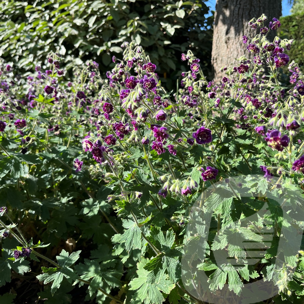 Geranium phaeum 'Joseph Green'