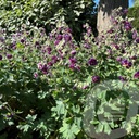 Geranium phaeum 'Joseph Green'