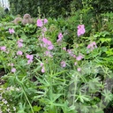 Sidalcea 'Shimmer'