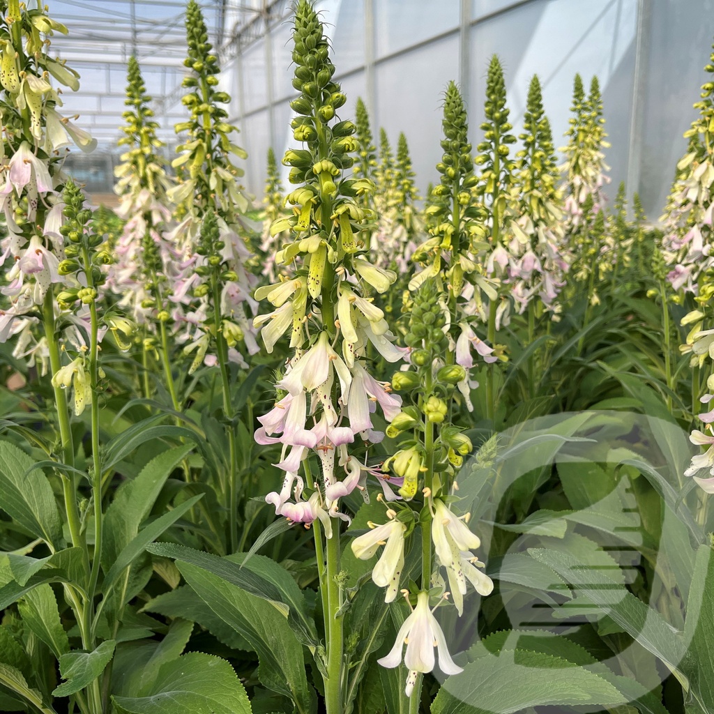 Digitalis 'Apple Blossom™'