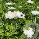 Stokesia 'Divinity'®
