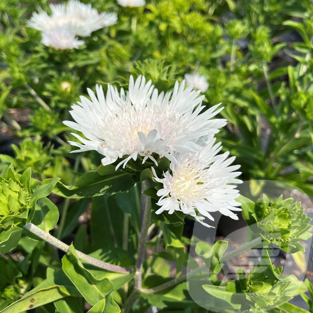 Stokesia 'Divinity'®