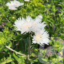 Stokesia 'Divinity'®