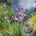 Tulbaghia 'Green Blue'
