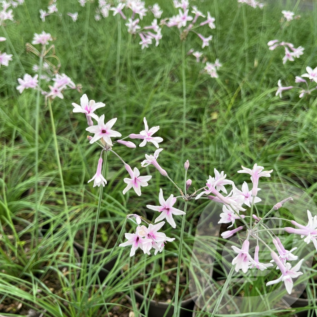Tulbaghia 'Purple Eye'®