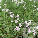 Tulbaghia 'Purple Eye'®