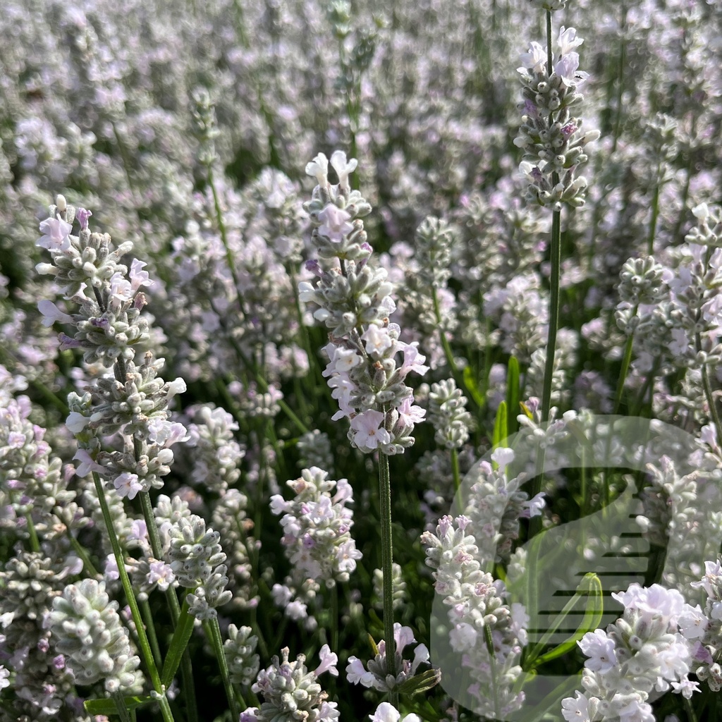 Lavandula ang. 'Vienco® Early White'