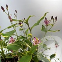 Tricyrtis 'Autumn Glow'