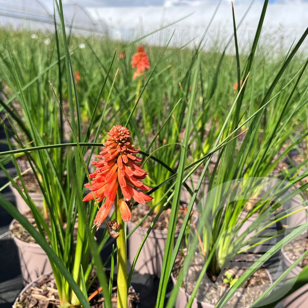 Kniphofia 'Poco™ Orange'®
