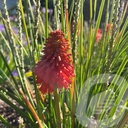 Kniphofia 'Poco™ Red'®