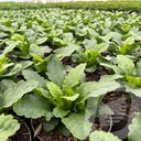 Wulfenia carinthiaca