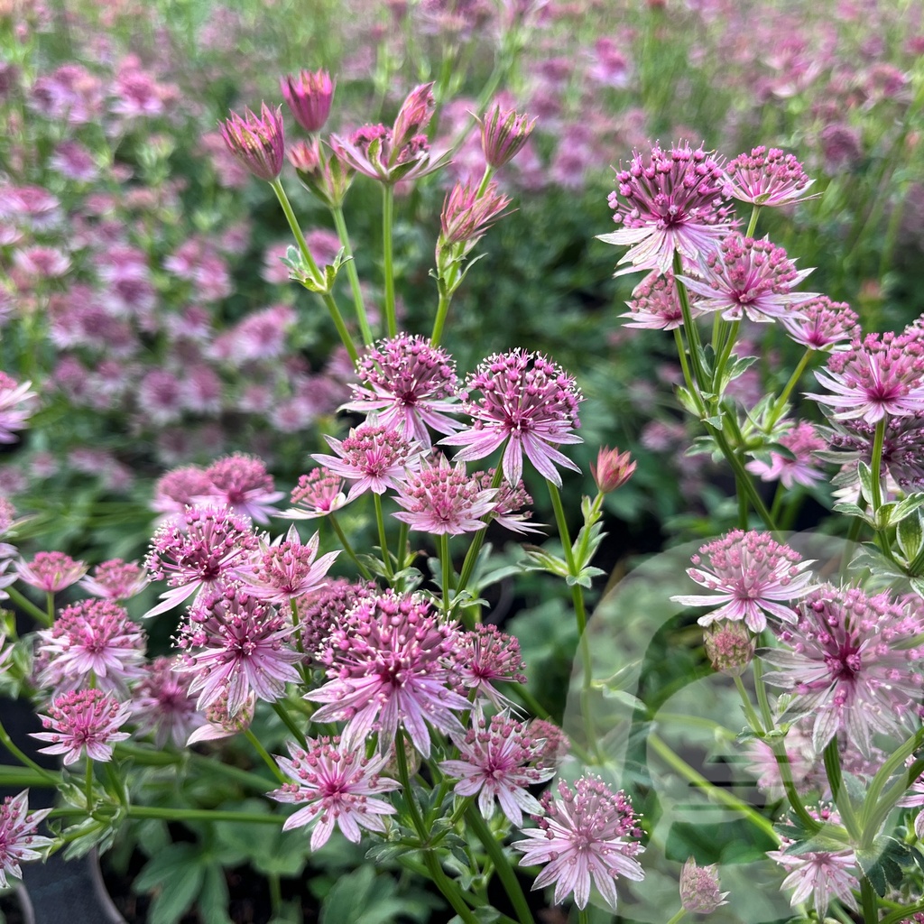 Astrantia 'Pink Pride'