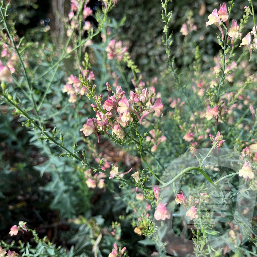 Linaria 'Peachy'