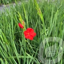 Schizostylis 'Major'