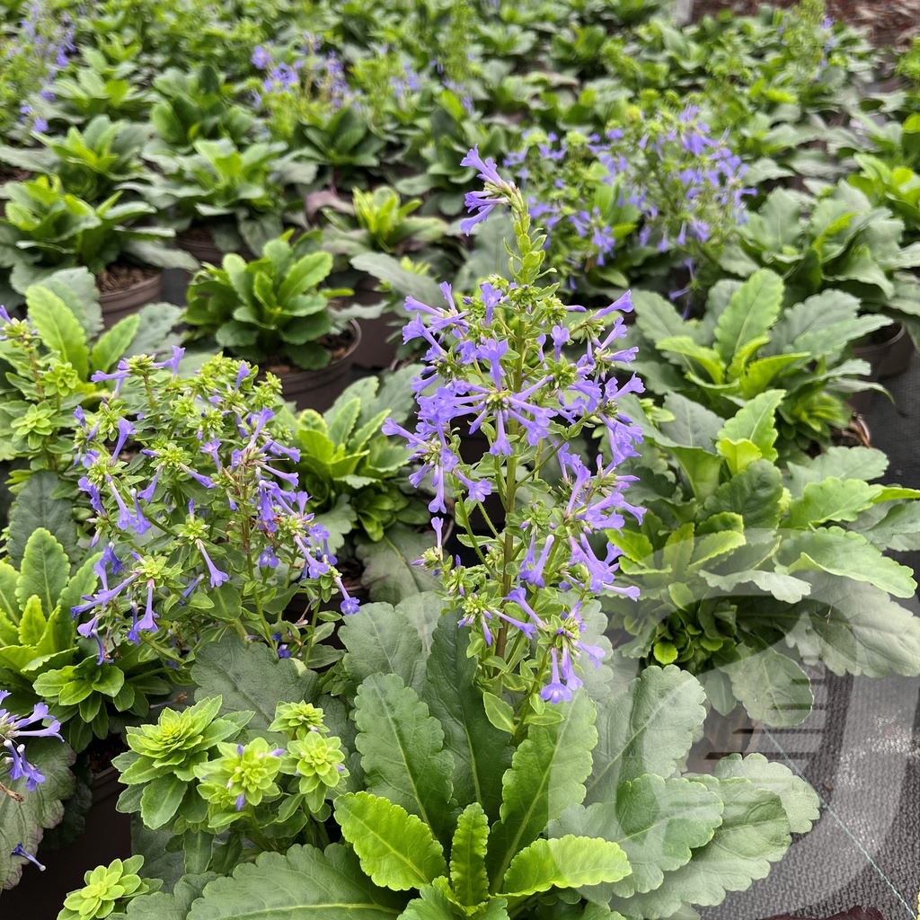 Wulfenia carinthiaca