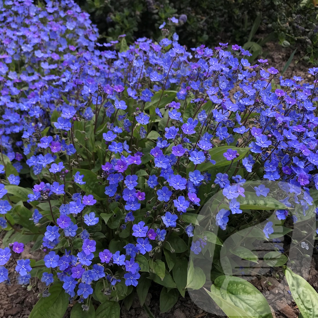 Omphalodes 'Cherry Ingram'