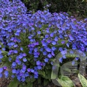 Omphalodes 'Cherry Ingram'