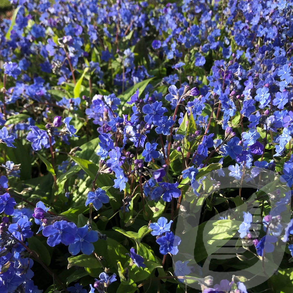 Omphalodes 'Cherry Ingram'