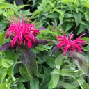 Monarda didyma 'Balmy Rose'