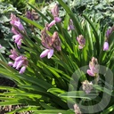 Hyacinthoides hisp. 'Dainty Maid'