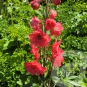 Delphinium  'Red Lark'