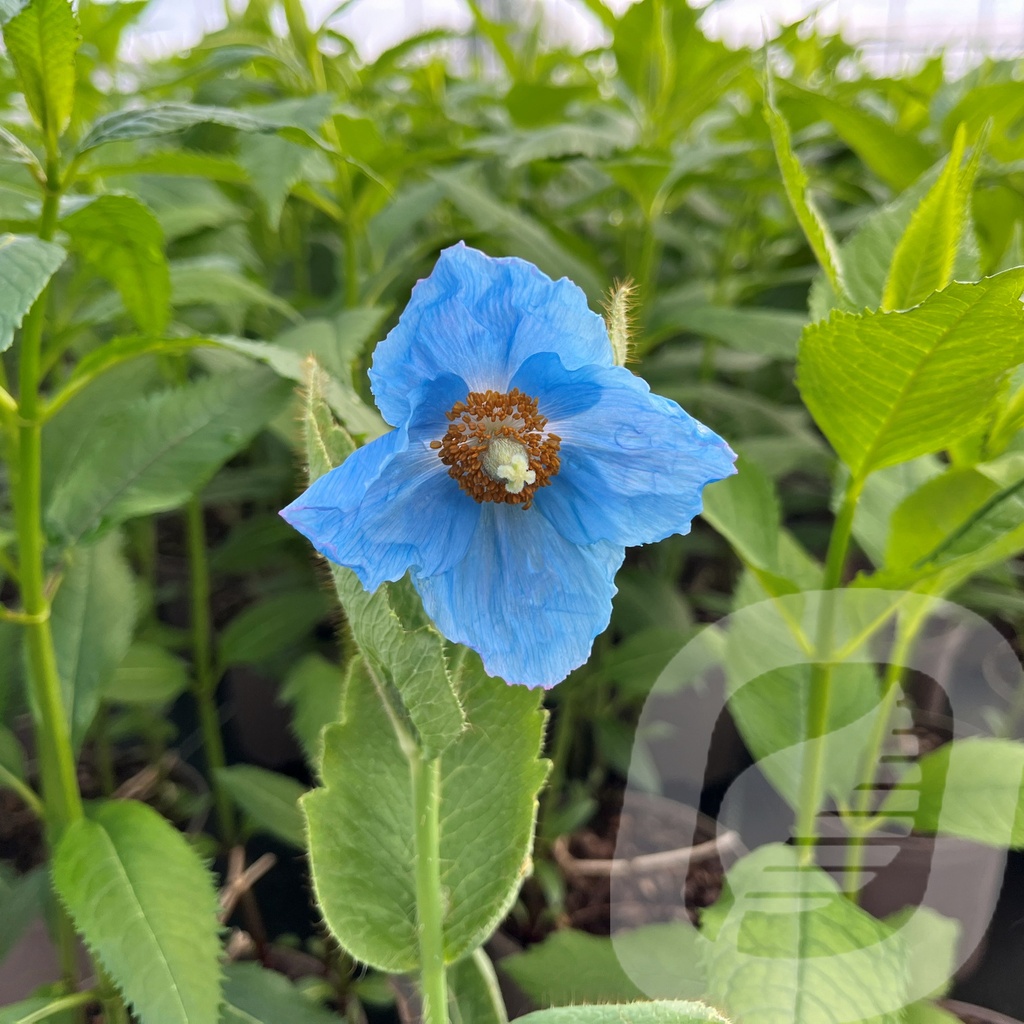 Meconopsis 'Lingholm'