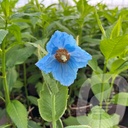 Meconopsis 'Lingholm'