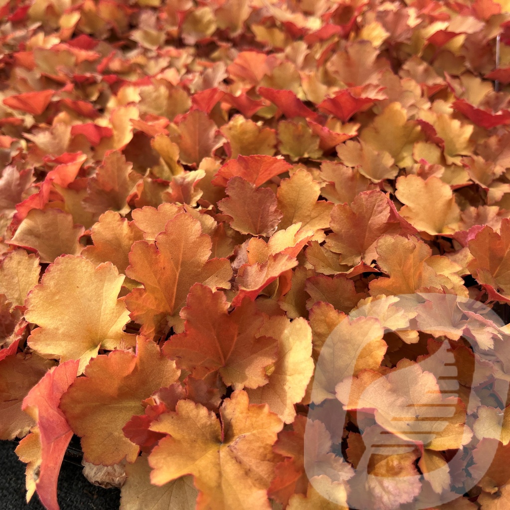 Heuchera 'Zipper'®