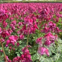 Dicentra 'Passion Hearts' ®