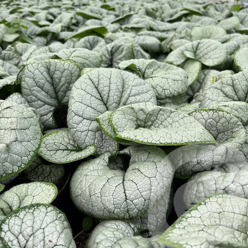 Brunnera macr. 'Silver Heart'®