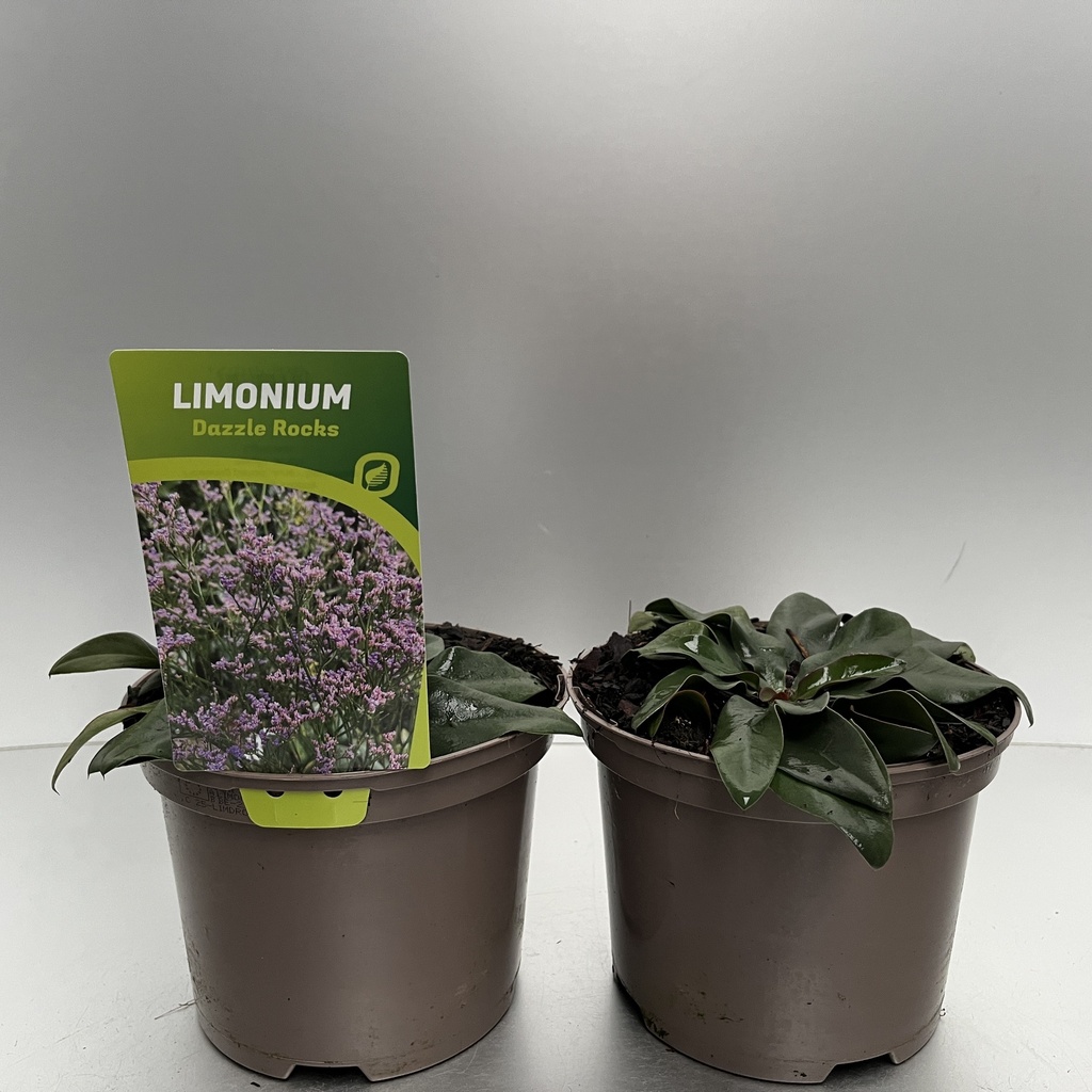 [LIMDROCK-C2] Limonium 'Dazzle Rocks'®
