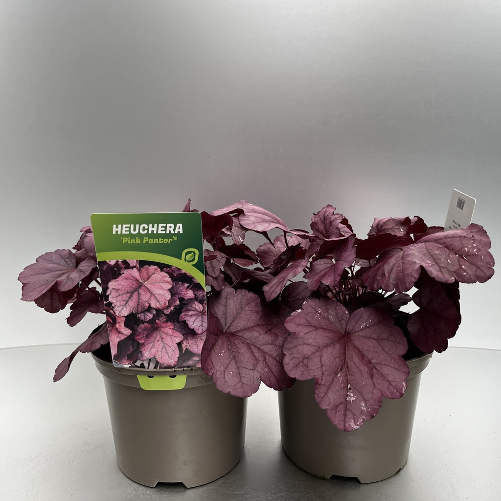 [HEUPPANT-C2] Heuchera 'Pink Panther'®
