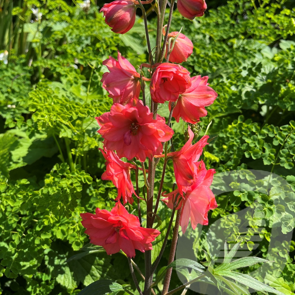[DELRLARK-C2] Delphinium  'Red Lark'