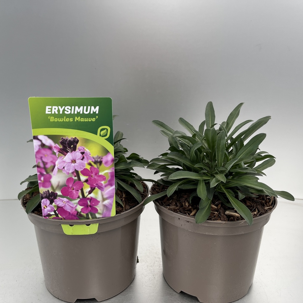 [ERYBMAUV-C2] Erysimum 'Bowles Mauve'